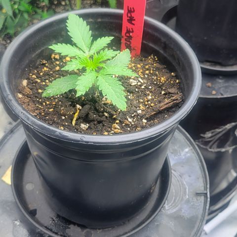 Grape Ape growlog timeline photo
