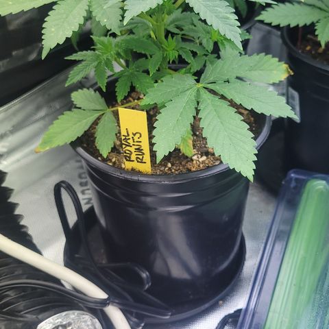 Royal Runtz growlog timeline photo