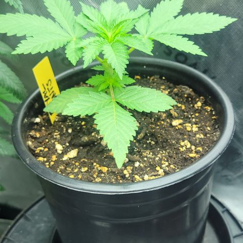 Royal Runtz growlog timeline photo