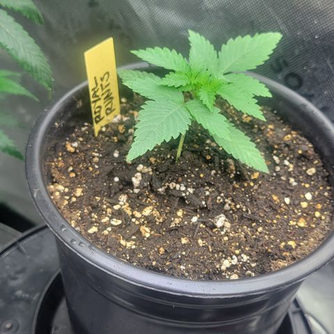 Royal Runtz growlog timeline photo
