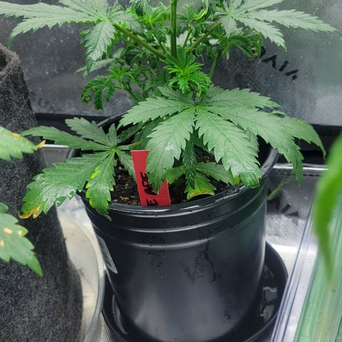 Grape Ape growlog timeline photo