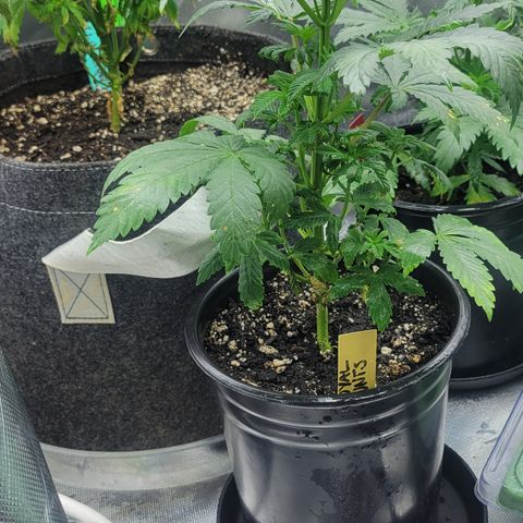 Royal Runtz growlog timeline photo