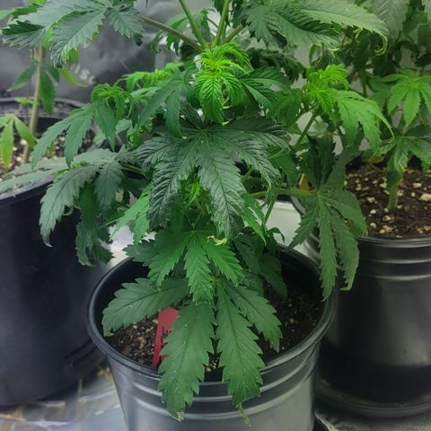 Grape Ape growlog timeline photo