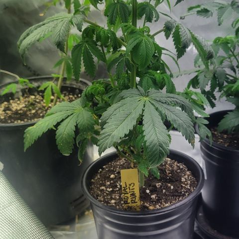 Royal Runtz growlog timeline photo