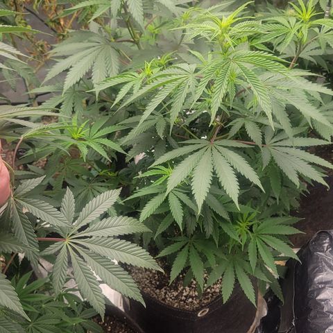 Grape Ape growlog timeline photo