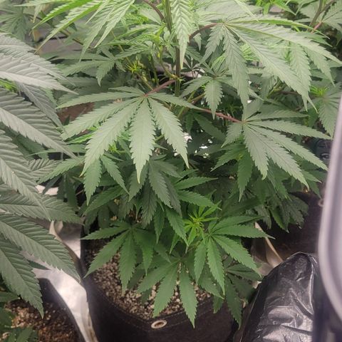 Grape Ape growlog timeline photo