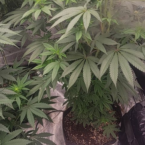 Royal Runtz growlog photo: Week 1 Flower