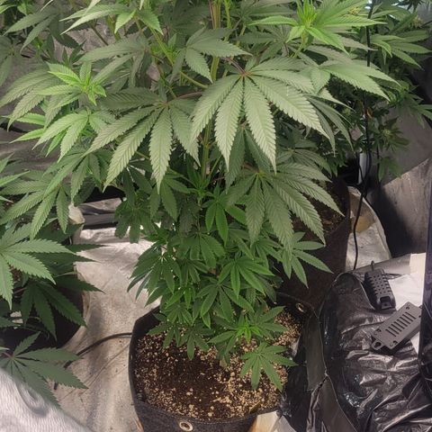 Royal Runtz growlog photo: Week 1 Flower