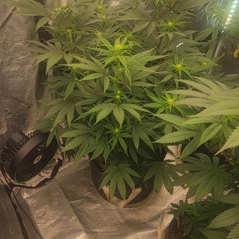Grape Ape growlog photo: Week 2 Flower