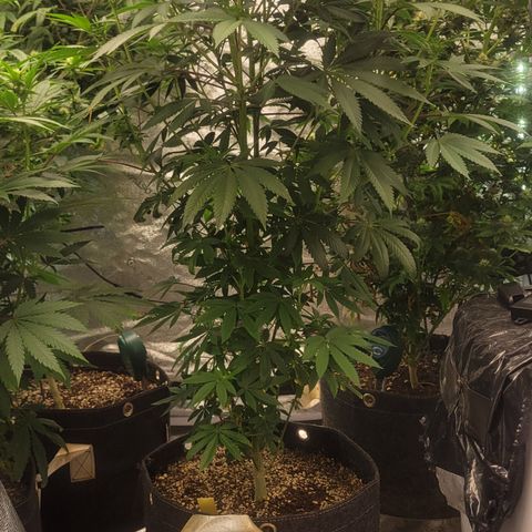 Royal Runtz growlog timeline photo
