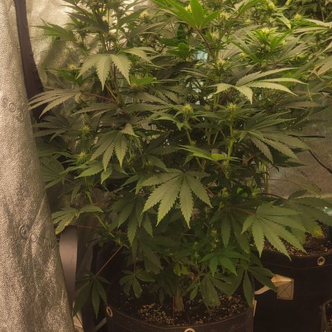 Grape Ape growlog photo: FLOWER WEEK 3