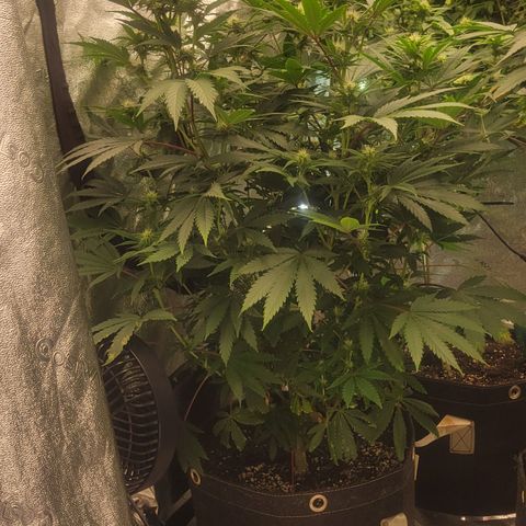 Grape Ape growlog photo: FLOWER WEEK 3