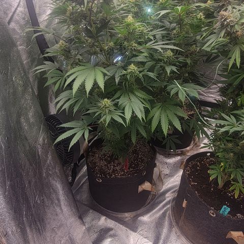 Grape Ape growlog photo: Week 4 Flower