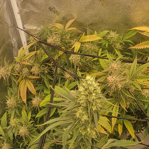 Grape Ape growlog photo: Week 7