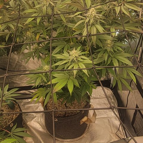 Royal Runtz growlog photo: Week 