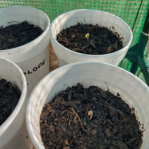 Chocolope 1 growlog timeline photo