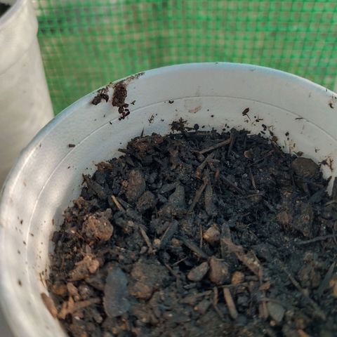 Chocolope 1 growlog timeline photo