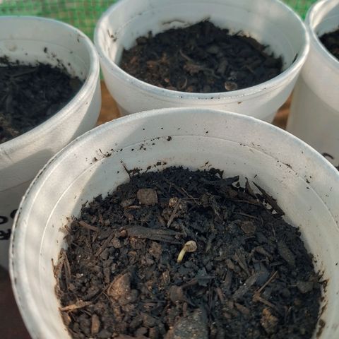 Chocolope 1 growlog timeline photo