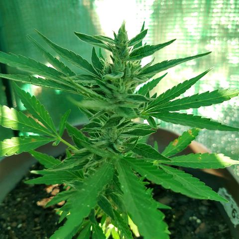 Chocolope 1 growlog timeline photo