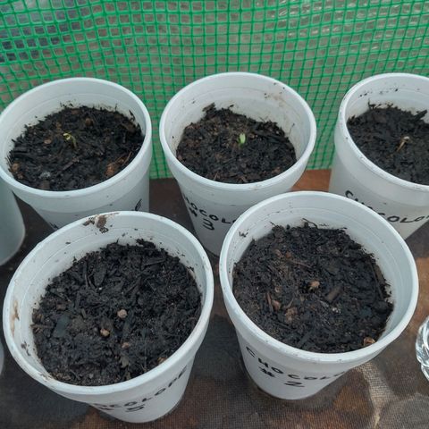 Chocolope 1 growlog timeline photo