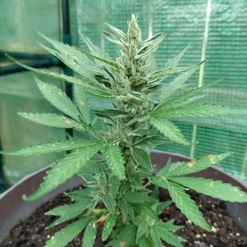 Chocolope 1 growlog timeline photo