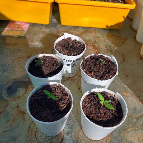 Chocolope 1 growlog timeline photo