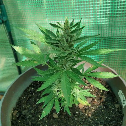 Chocolope 1 growlog timeline photo