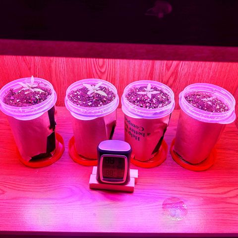 Chocolope 1 growlog timeline photo