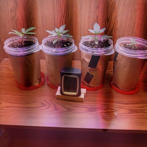 Chocolope 1 growlog timeline photo