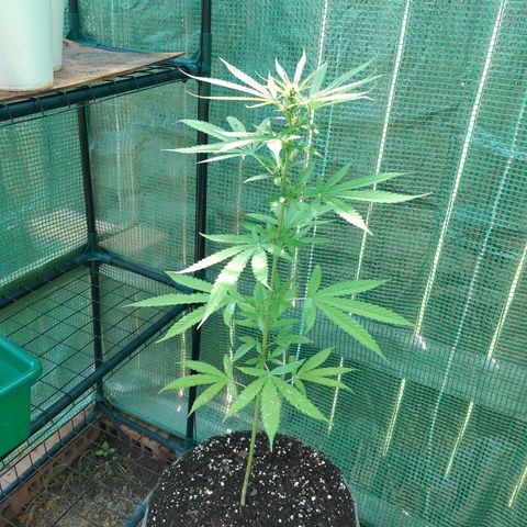 Chocolope 1 growlog photo: Outdoor plant 2