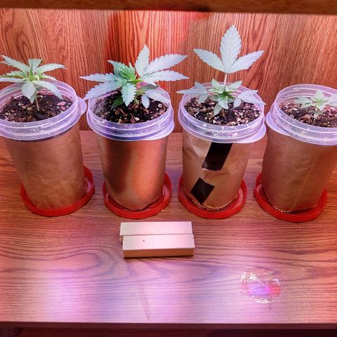 Chocolope 1 growlog timeline photo