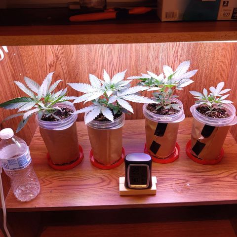 Chocolope 1 growlog timeline photo
