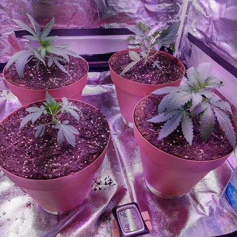 Chocolope 1 growlog timeline photo