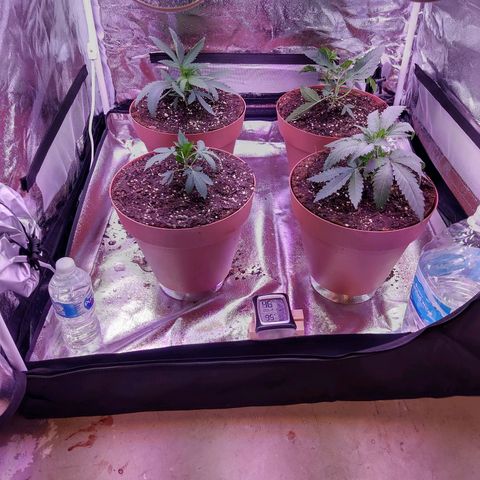 Chocolope 1 growlog timeline photo