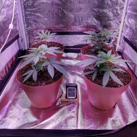 Chocolope 1 growlog timeline photo
