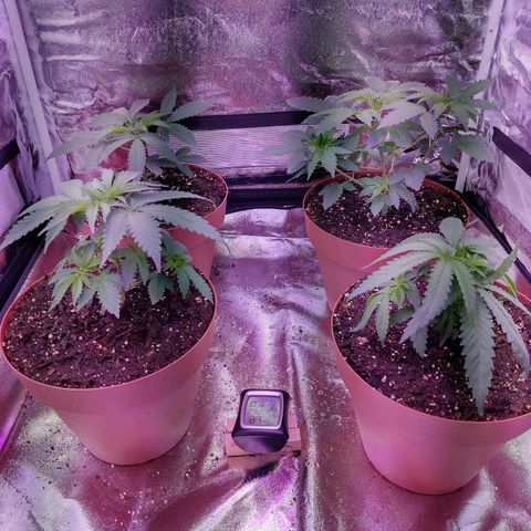 Chocolope 1 growlog timeline photo