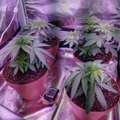 Chocolope 1 growlog timeline photo