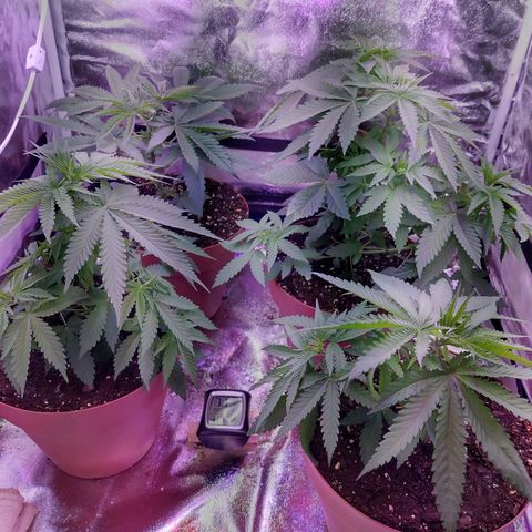 Chocolope 1 growlog timeline photo