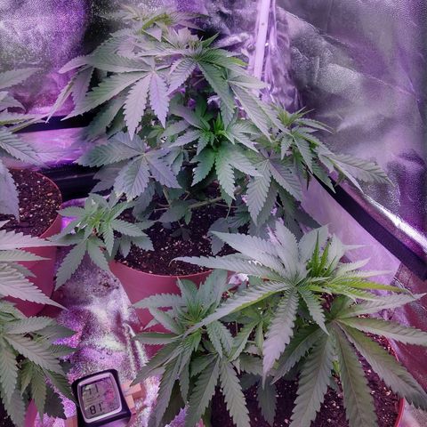 Chocolope 1 growlog timeline photo