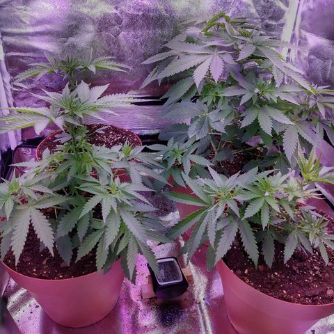 Chocolope 1 growlog timeline photo