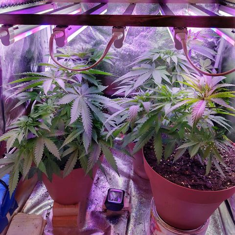 Chocolope 1 growlog timeline photo