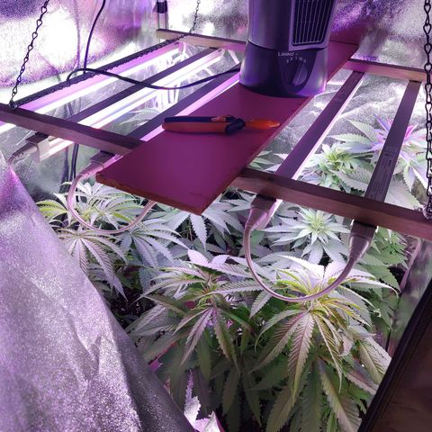 Chocolope 1 growlog timeline photo
