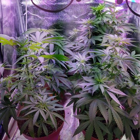 Chocolope 1 growlog timeline photo