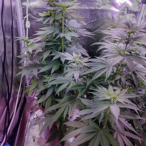 Chocolope 1 growlog timeline photo