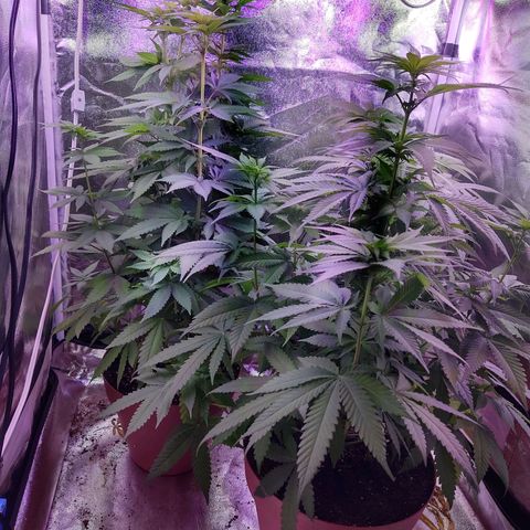 Chocolope 1 growlog timeline photo