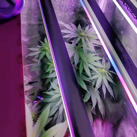 Chocolope 1 growlog timeline photo