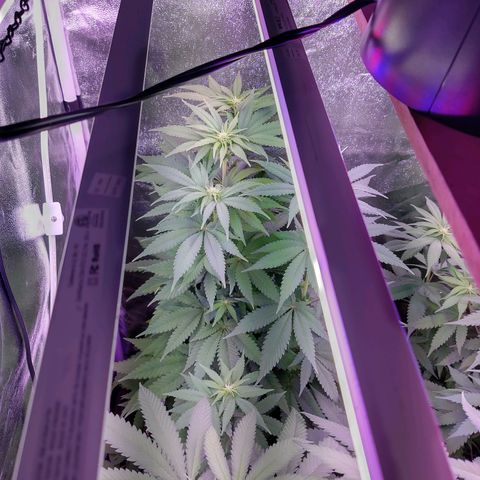 Chocolope 1 growlog timeline photo