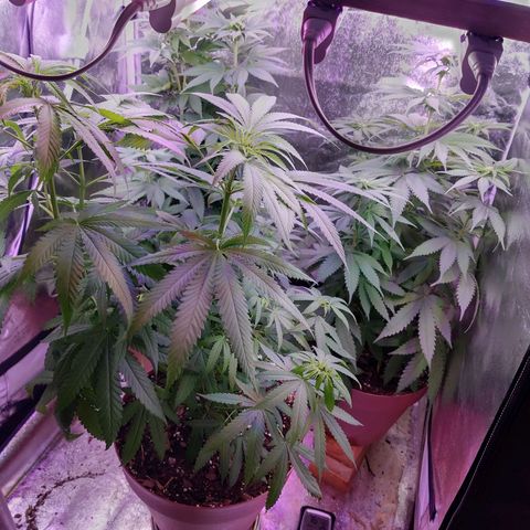 Chocolope 1 growlog timeline photo