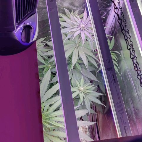 Chocolope 1 growlog timeline photo