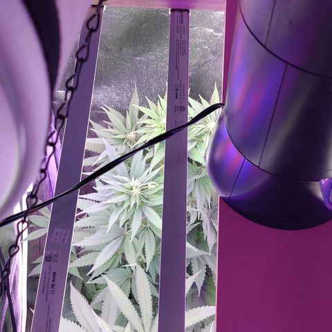 Chocolope 1 growlog timeline photo